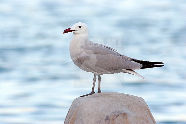 Volwassen Audouins Meeuw, Adult Audouin's Gull stock-image by Agami/Karel Mauer,