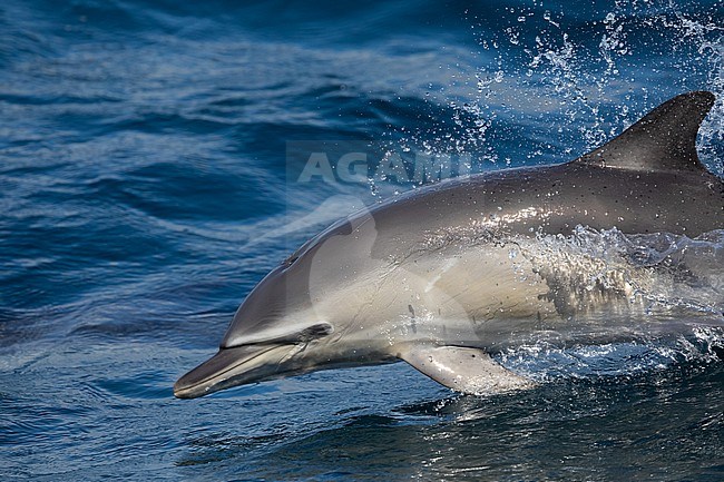 Close view of a jumping Common dolphin (Delphinus delphis) , with the sea as background stock-image by Agami/Sylvain Reyt,