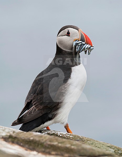 Papegaaiduiker zittend op rots met visjes in snavel; Atlantic Puffin perched on a rock with fish in bill stock-image by Agami/Han Bouwmeester,
