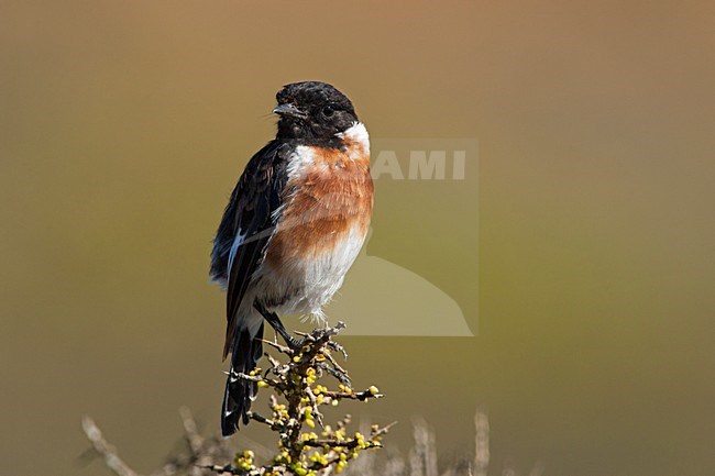 Mannetje Afrikaanse Roodborsttapuit, Male African Stonechat stock-image by Agami/Wil Leurs,