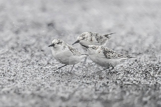 First winters Sanderling (Calidris alba) trying to facing a very strong windy rain in Ribeira Grande, Sao Miguel, Azores, Portugal. stock-image by Agami/Vincent Legrand,