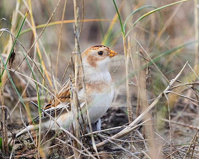 A Snow Bunting (Plectrophenax nivalis) is foraging on the ground in a forest of grass along the coastline of IJmuiden. stock-image by Agami/Jacob Garvelink,