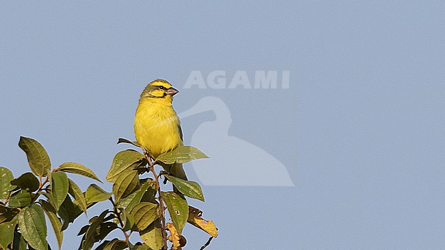 Yellow-fronted canary (Serinus mozambicus) introduced and perched in a tree stock-image by Agami/Ian Davies,