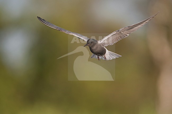 Zwarte Stern in de vlucht; Black Tern in flight stock-image by Agami/Han Bouwmeester,