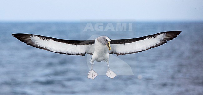 Northern Buller's Albatross (Thalassarche (bulleri) platei) near the Chatham Islands, New Zealand. stock-image by Agami/Marc Guyt,