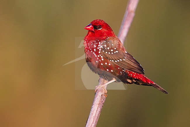 Red Avadavat, Amandava amandava, in Italy. Escaped bird. stock-image by Agami/Daniele Occhiato,