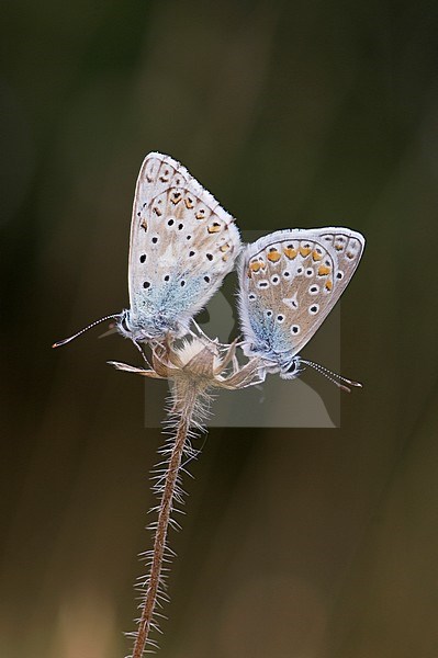 Bleek blauwtje / Chalk-hill Blue (Polyommatus coridon), Icarusblauwtje / Common Blue (Polyommatus icarus) stock-image by Agami/Wil Leurs,