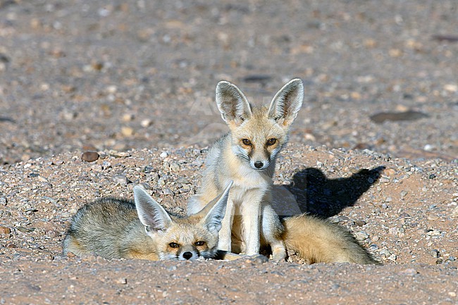 Two young Ruppell's Foxes (Vulpes rueppelli) near the den in the desert of Western Sahara, south of Dakhla. stock-image by Agami/David Monticelli,