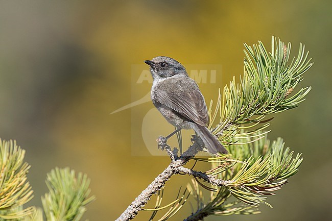 Adult male (Black-eared form)
Coahuila, Mexico
May 2022 stock-image by Agami/Brian E Small,