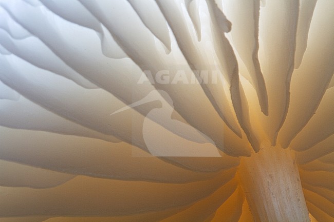Porseleinzwam, Porcelain fungus, Oudemansiella mucida stock-image by Agami/Menno van Duijn,