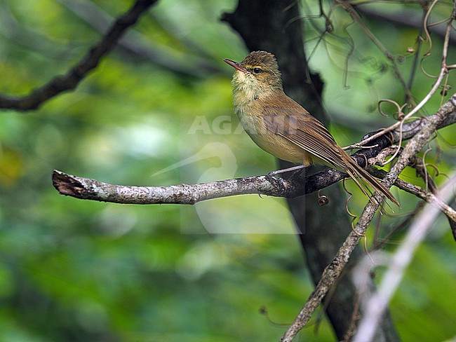 Cook Islands reed warbler (Acrocephalus kerearako) in French Polynesia. stock-image by Agami/James Eaton,
