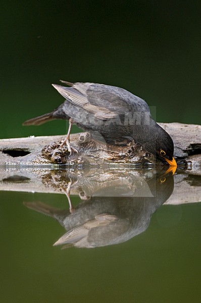 Merel bij drinkplaats; Common Blackbird at drinking site stock-image by Agami/Marc Guyt,
