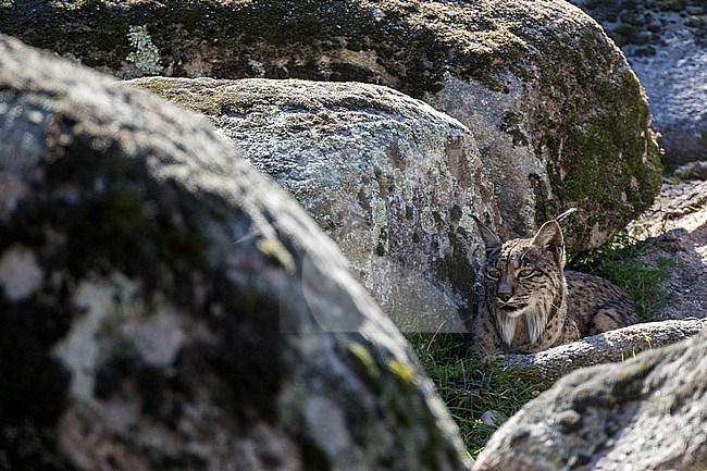 Iberian lynx (Lynx pardinus) in Cordoba, Spain. Resting behind some moss covered boulders. stock-image by Agami/Oscar Díez,