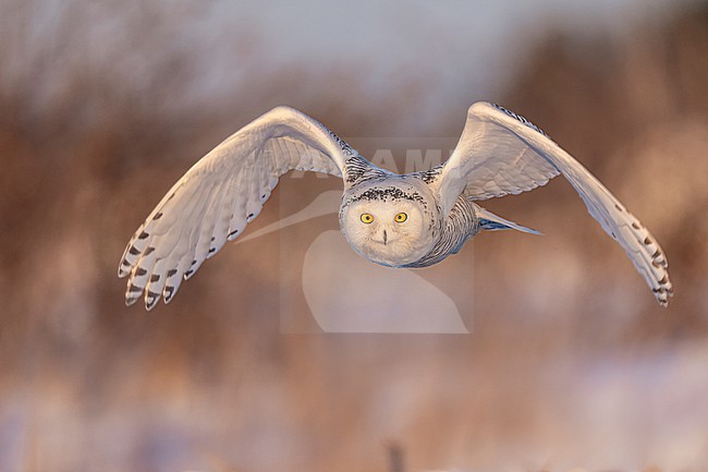 Snowy Owl (Bubo scandiacus) in snow covered landscape in Ontario Canada. stock-image by Agami/Marcel Burkhardt,