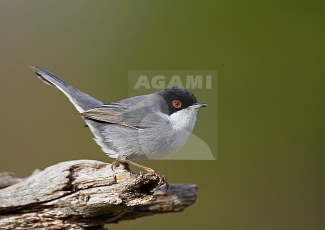 Mannetje Kleine Zwartkop; Male Sardinian Warbler stock-image by Agami/Markus Varesvuo,