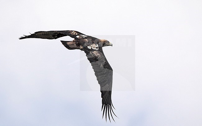 Eastern Imperial Eagle, Aquila heliaca, adult at Hungary stock-image by Agami/Helge Sorensen,