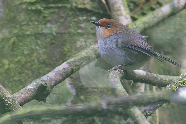 Red-capped forest warbler (Artisornis metopias) perched in a bush in Tanzania. stock-image by Agami/Dubi Shapiro,