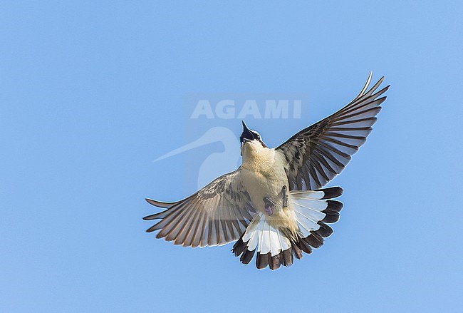 Displaying male Northern Wheatear, Oenanthe oenanthe, on Wadden Isle Texel, Netherlands. stock-image by Agami/Marc Guyt,