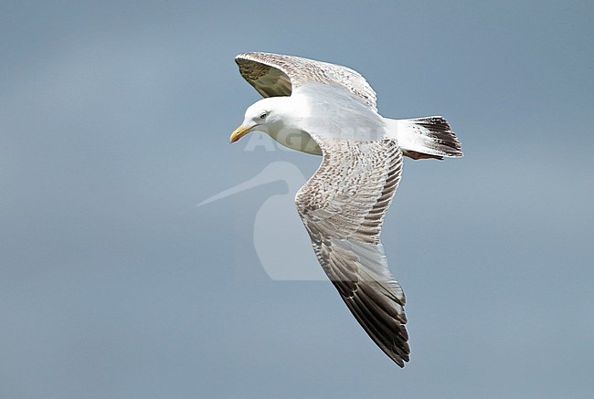 Second summer European Herring Gull (Larus argentatus) at the Dutch coast, during early summer. In flight seen from above, showing upper wings. stock-image by Agami/Fred Visscher,