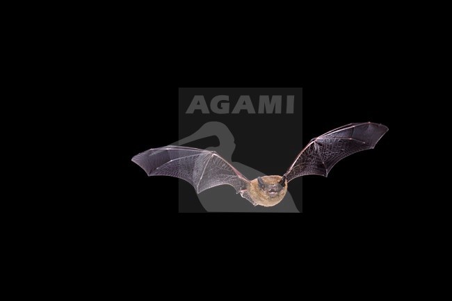 Gewone dwergvleermuis vliegend; Common pipistrelle flying stock-image by Agami/Theo Douma,