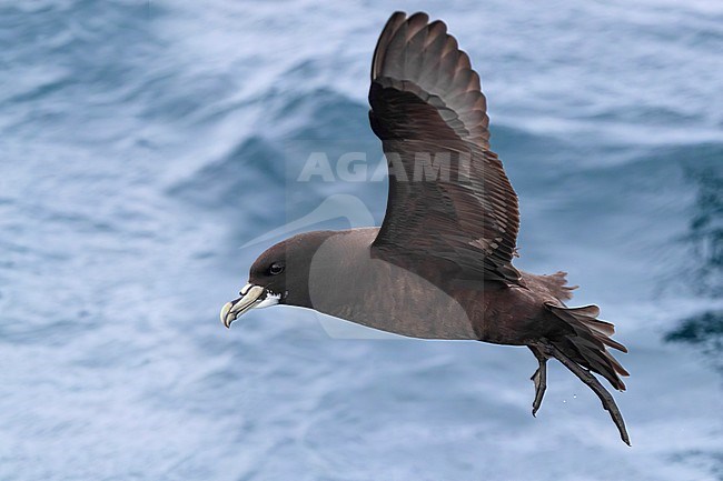 White-chinned Petrel (Procellaria aequinoctialis), side view of an individual in flight, Western Cape, South Afica stock-image by Agami/Saverio Gatto,