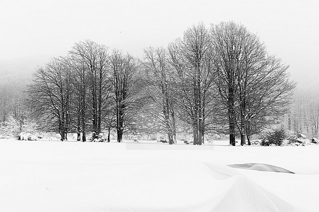 Snowy Landscape, winter landscape with trees, Campania, Italy stock-image by Agami/Saverio Gatto,