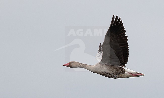 Siberian Greylag Goose (Anser anser rubrirostris) flying over  Wild Flower Lake (Huahu) in Sichuan, China. stock-image by Agami/Ian Davies,