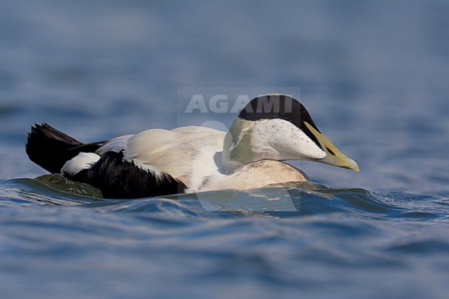 Eider mannetje in water; Common Eider male in water stock-image by Agami/Daniele Occhiato,