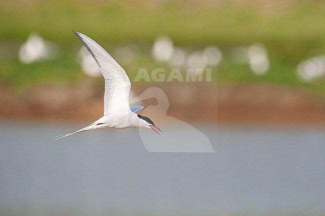 Adult summer plumaged Common Tern (Sterna hirundo) on Wadden island Texel in the Netherlands. Calling in flight with gulls in the background. stock-image by Agami/Marc Guyt,