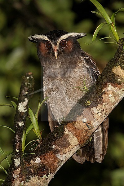 Crested Owl (Lophostrix cristata stricklandi) at San Cipriano, Colombia.  The owl's colors match the branch almost exactly. stock-image by Agami/Tom Friedel,