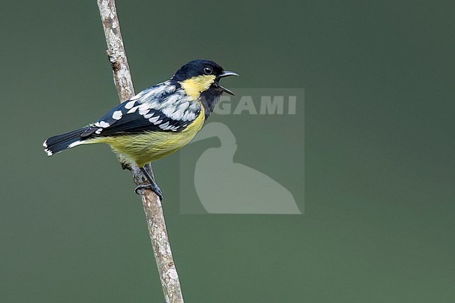 Elegant Tit (Periparus elegans) Perched on a branch in the Philippines stock-image by Agami/Dubi Shapiro,