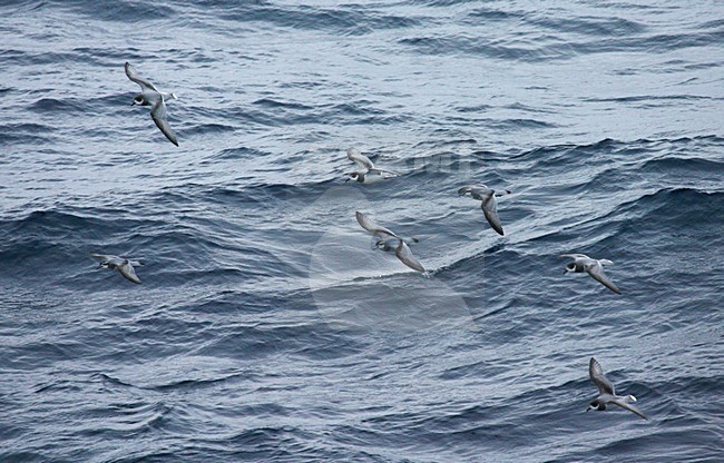 Blauwe Stormvogels en Antarctic Prions vliegend boven de oceaan; Blue Petrel and Antarctic Prions flying above the ocean stock-image by Agami/Marc Guyt,