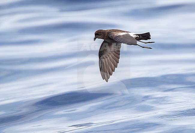Wilson's Storm Petrel (Oceanites oceanicus) in flight over the atlantic ocean surface off Madeira. stock-image by Agami/Marc Guyt,