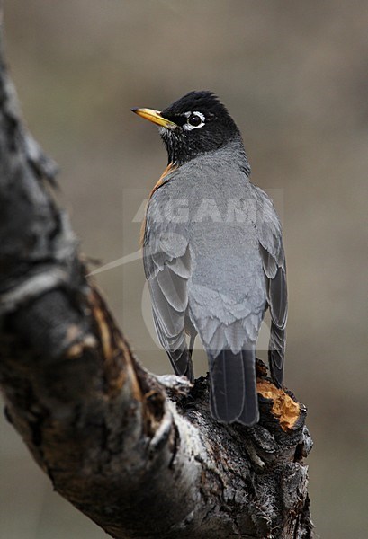 Roodborstlijster, American Robin, Turdus migratorius stock-image by Agami/Hugh Harrop,