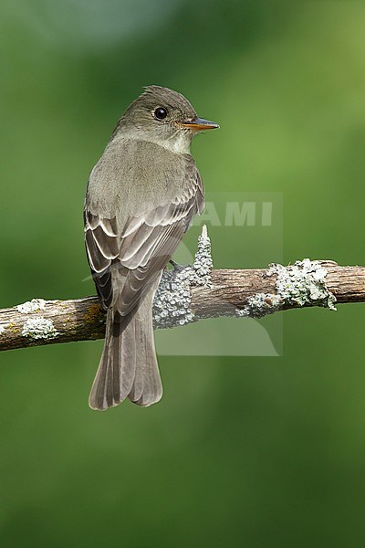 Adult Eastern Wood Pewee (Contopus virens) perched on a branch in Galveston County, Texas, USA, during spring migration. stock-image by Agami/Brian E Small,
