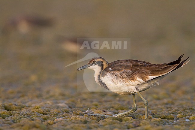 Pheasant-tailed Jacana - Fasanblatthühnchen - Hydrophasianus chirurgus, Oman, nonbreeding stock-image by Agami/Ralph Martin,