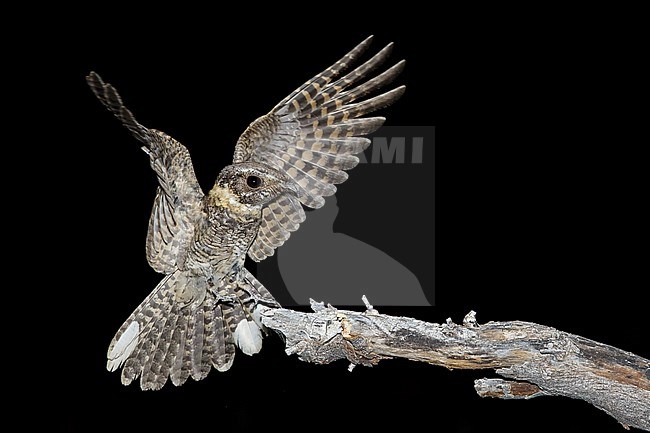 Adult male
Pima Co., AZ
May 2014 stock-image by Agami/Brian E Small,