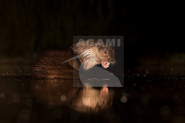 European Otter (Lutra Lutra) forging at night stock-image by Agami/Alain Ghignone,