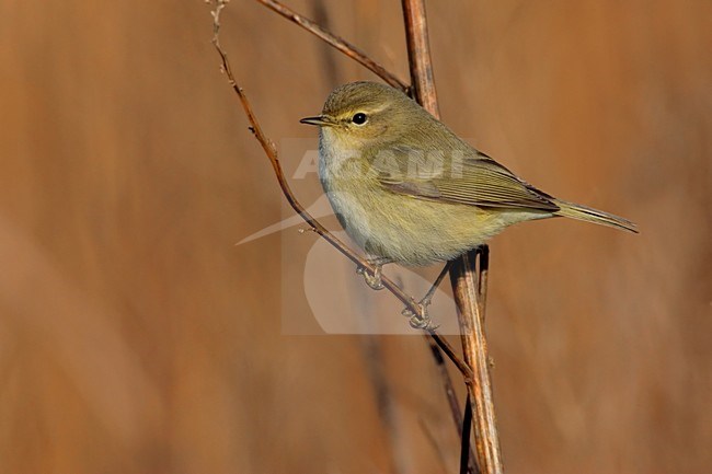 Common Chiffchaff perched on branch; Tjiftjaf zittend op tak stock-image by Agami/Daniele Occhiato,
