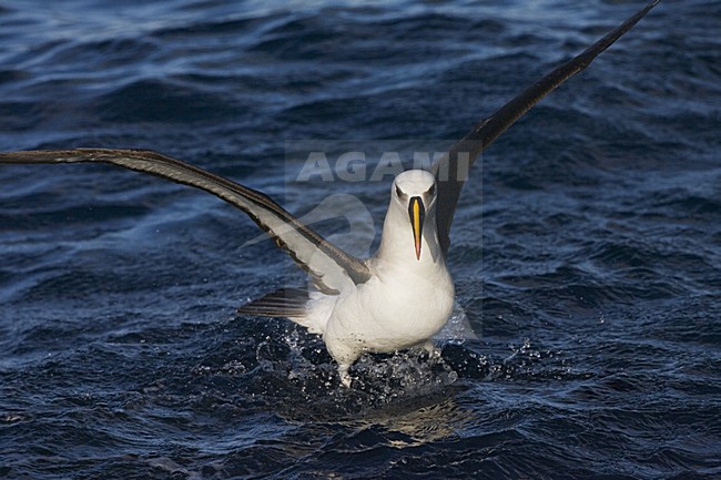 Atlantic Yellow-nosed Albatross; Atlantische Geelsnavelalbatros stock-image by Agami/Marc Guyt,