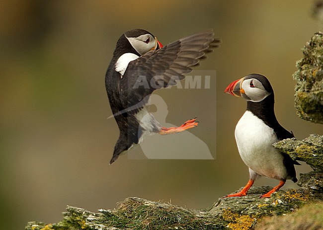 Papegaaiduiker landend op een klif, Atlantic Puffin landing on a cliff top. stock-image by Agami/Danny Green,