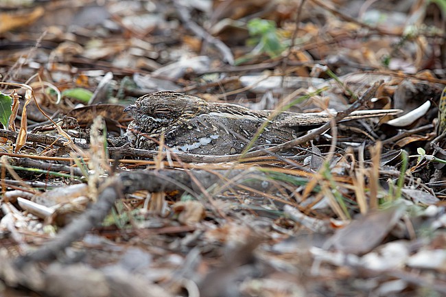 slender-tailed nightjar (Caprimulgus clarus) perching on the ground trust in its camouflage, found at Bishangari in Ethiopia stock-image by Agami/Mathias Putze,