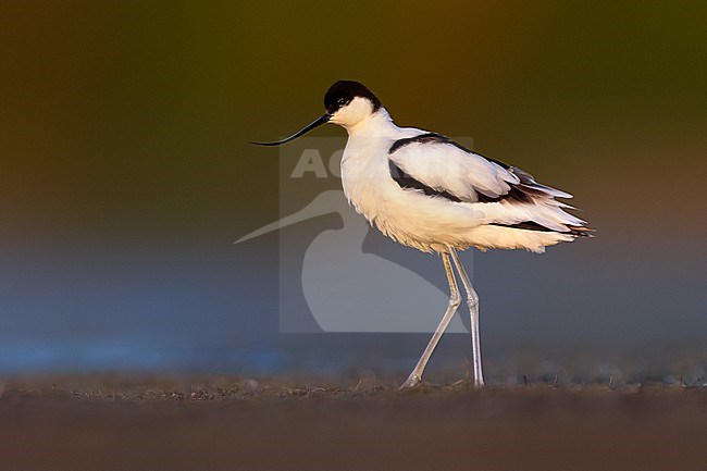 Adult Pied Avocet (Recurvirostra avosetta) in Italy. stock-image by Agami/Daniele Occhiato,