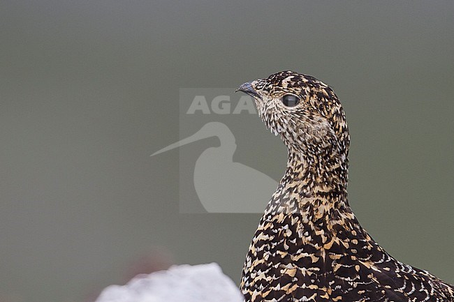 Adult female Alps Rock Ptarmigan (Lagopus muta helvetica) in Alp mountains in Germany. stock-image by Agami/Ralph Martin,