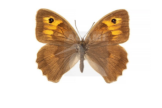 Meadow Brown, Bruin Zandoogje, Maniola jurtina stock-image by Agami/Wil Leurs,