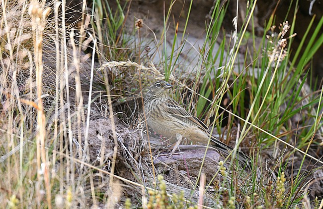 Juvenile Rock Bunting (Emberiza cia) during late summer or early autumn in Spain. stock-image by Agami/Laurens Steijn,