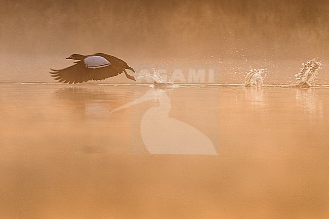  stock-image by Agami/Menno van Duijn,