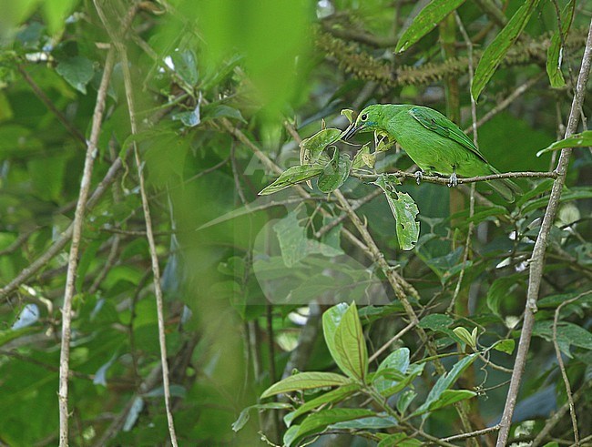 Female Sumatran Leafbird (Chloropsis media) on Sumatra in Indonesia. stock-image by Agami/James Eaton,