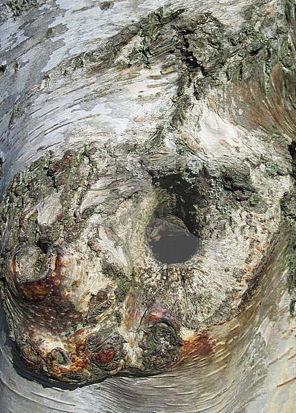 Detail of the bark of a birch tree in the Netherlands. Natural hole, birds use this as a nest. stock-image by Agami/Marc Guyt,
