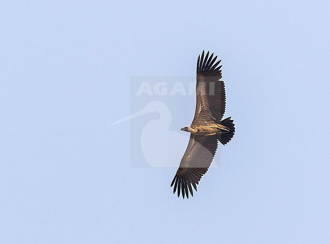 Juvenile African White-backed Vulture, Gyps africanus, in flight in Uganda. stock-image by Agami/Dani Lopez-Velasco,